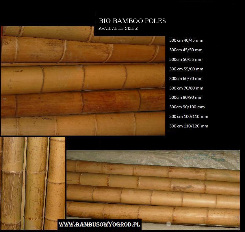 bambus dekoracyjny